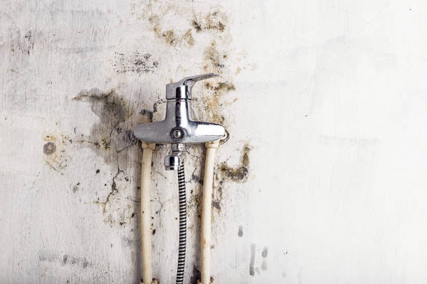Best Office Mold Removal Services  in New Buffalo, MI