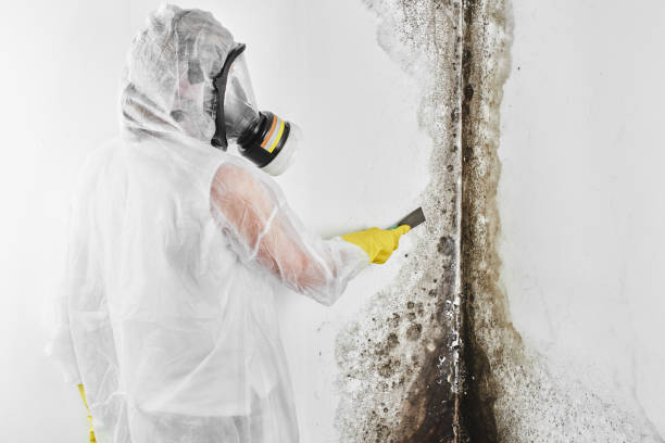 Best Home Mold Removal  in New Buffalo, MI