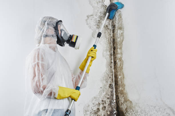 Best Residential Mold Removal  in New Buffalo, MI