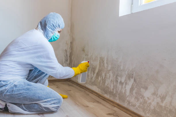 Mold Testing and Removal in New Buffalo, MI