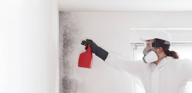 Mold Removal Process in New Buffalo, MI