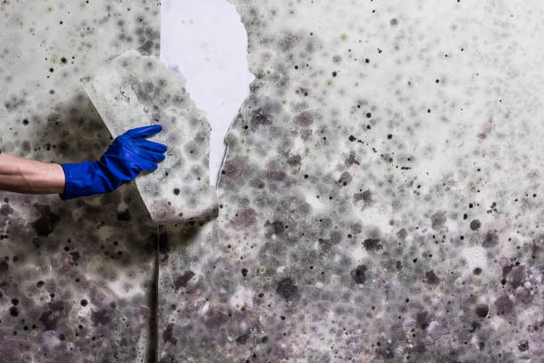 Mold Removal and Inspection in New Buffalo, MI