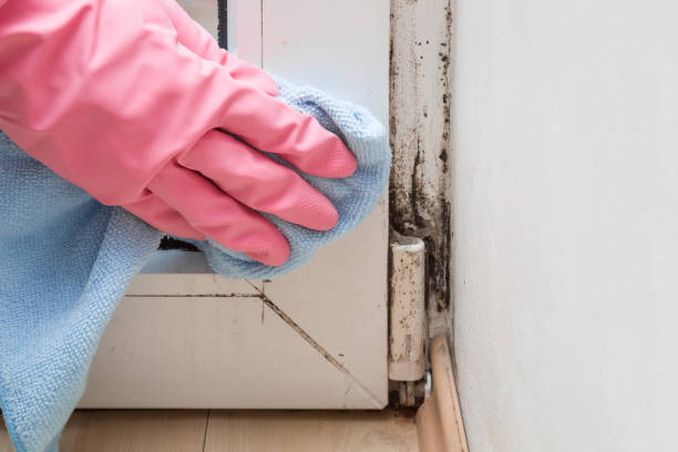 Professional Mold Removal in New Buffalo, MI